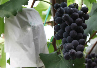 戶太八號葡萄什么時候套袋？戶太八號葡萄什么月份套袋？