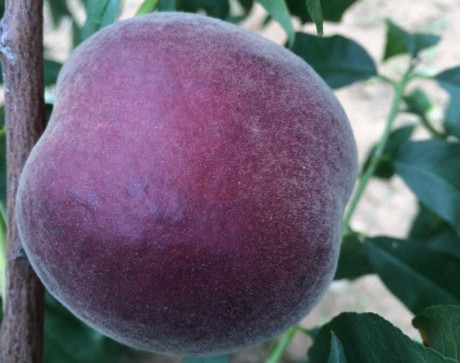 黑桃水果什么時(shí)候吃最好？黑桃水果什么時(shí)候成熟