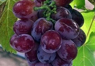 玫瑰香葡萄孕婦能吃嗎？孕婦可以吃玫瑰香葡萄嗎？