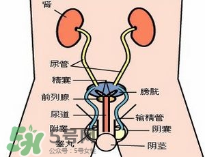 腎結(jié)石怎么治最好？腎結(jié)石的醫(yī)治方法