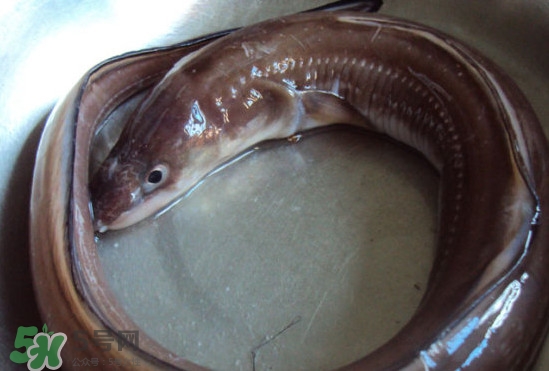 海鰻和河鰻哪個(gè)好吃？如何區(qū)分河鰻與海鰻