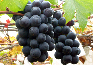 巨峰和夏黑哪個好吃？哪個貴？有什么區(qū)別？