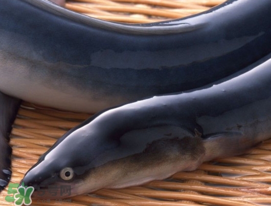 鰻魚是泥鰍嗎？鰻魚與泥鰍什么區(qū)別