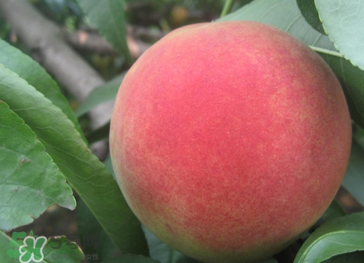 血桃和紫血桃哪個好？血桃和紫血桃的區(qū)別