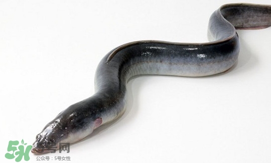 鰻魚多少錢一斤？野生鰻魚多少錢一斤