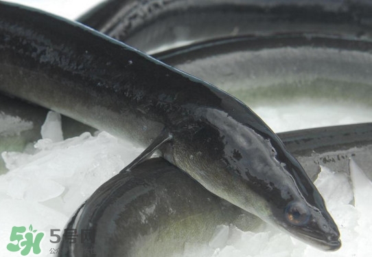 海鰻和河鰻哪個(gè)好吃？如何區(qū)分河鰻與海鰻