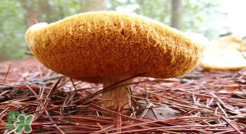 猴頭菇怎樣吃治胃??？猴頭菇能治胃病嗎？