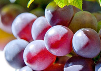 巨峰葡萄和葡萄有什么區(qū)別？巨峰葡萄是轉(zhuǎn)基因的嗎？