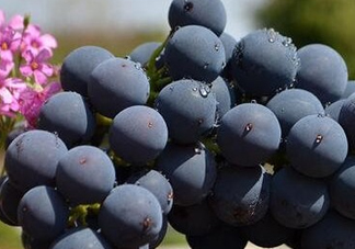 夏黑葡萄皮能吃嗎？夏黑葡萄怎么吃？