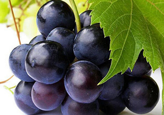 玫瑰香葡萄多少錢(qián)一斤？玫瑰香葡萄多少錢(qián)一斤2017？