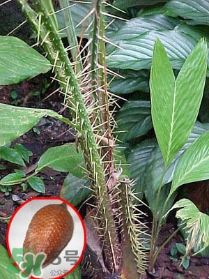 蛇皮果孩子能吃嗎？蛇皮果怎么清洗干凈？