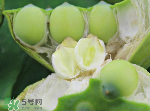 蓮蓬可以泡水喝嗎？蓮蓬泡水的功效與作用