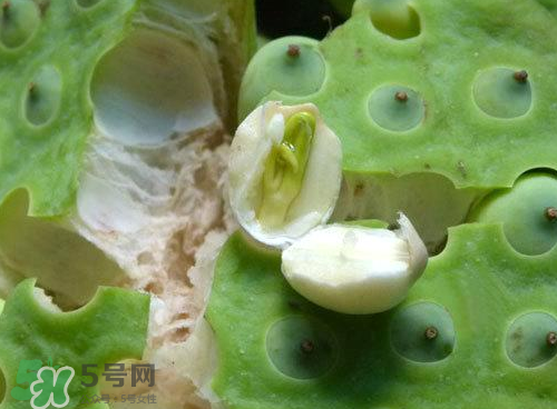 蓮蓬可以泡水喝嗎？蓮蓬泡水的功效與作用