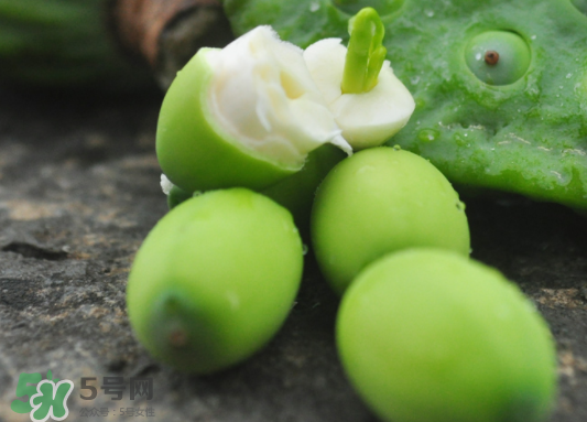 蓮蓬是水果嗎？蓮蓬是水果還是蔬菜？