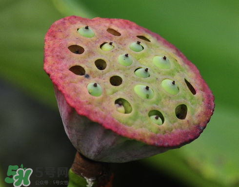 吃蓮蓬長胖嗎？吃蓮蓬會胖嗎？