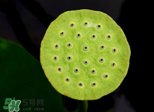 吃蓮蓬長胖嗎？吃蓮蓬會胖嗎？