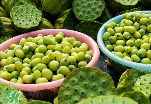 吃蓮蓬長胖嗎？吃蓮蓬會胖嗎？