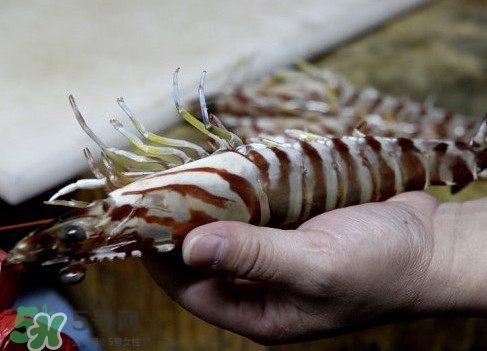活的斑節(jié)蝦多少錢一斤？野生斑節(jié)蝦多少錢一斤