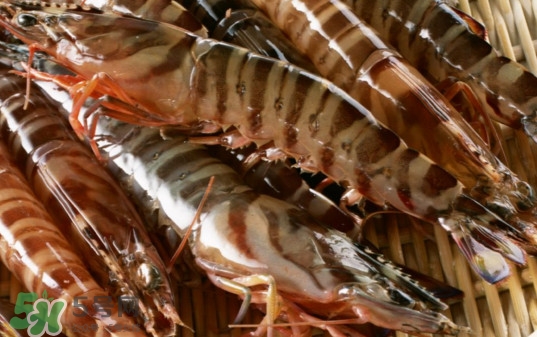 斑節(jié)蝦是九節(jié)蝦嗎？斑節(jié)蝦和九節(jié)蝦的區(qū)別