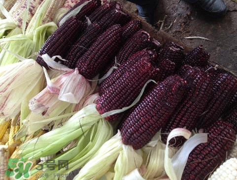 紫玉米會掉色嗎？紫玉米怎么會掉色？