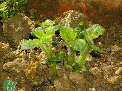 7月份能種土豆嗎？土豆7月怎樣種植？