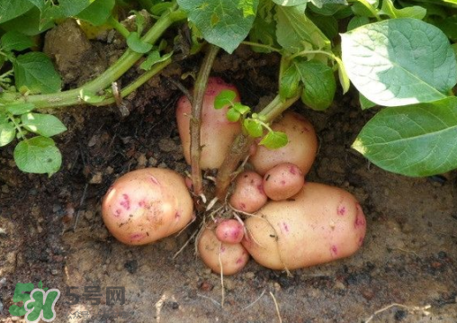 7月份能種土豆嗎？土豆7月怎樣種植？