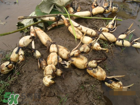 7月份能種蓮藕嗎？蓮藕幾月份種植？