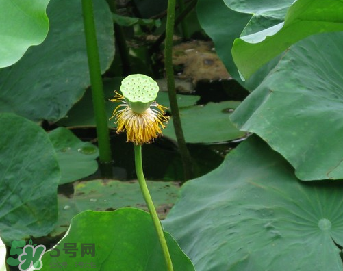 蓮蓬是什么樣子？蓮蓬是怎么長出來的？