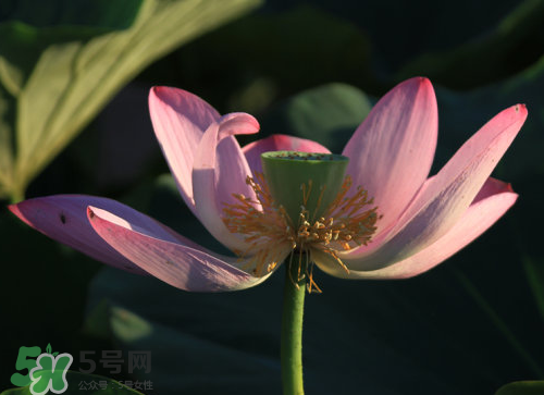 蓮蓬是什么樣子？蓮蓬是怎么長出來的？