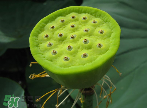 蓮蓬是什么樣子？蓮蓬是怎么長出來的？