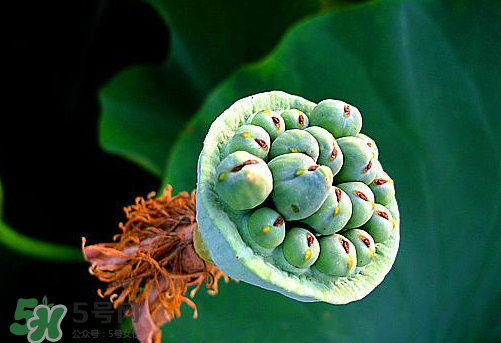 蓮蓬是涼性的嗎？蓮蓬是熱性還是涼性？