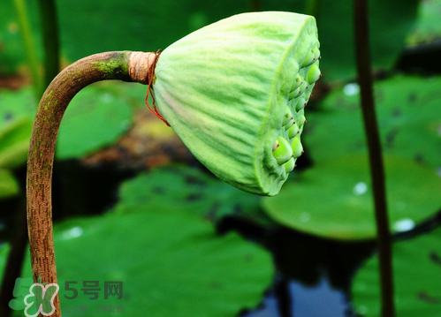 蓮蓬是涼性的嗎？蓮蓬是熱性還是涼性？