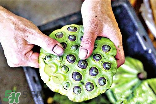 蓮蓬是涼性的嗎？蓮蓬是熱性還是涼性？