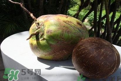 椰子什么時候成熟？椰子什么時候吃最好