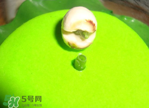 新鮮蓮子可以種嗎？新鮮蓮子能種出荷花嗎？