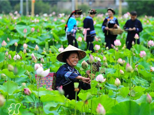 新鮮蓮子可以種嗎？新鮮蓮子能種出荷花嗎？