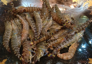 斑節(jié)蝦是九節(jié)蝦嗎？斑節(jié)蝦和九節(jié)蝦的區(qū)別