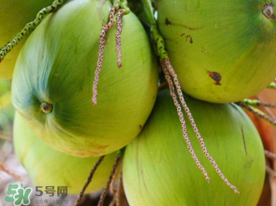 椰青是什么時候成熟？椰青和椰子哪個好喝