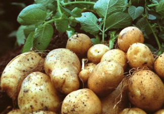 7月份能種土豆嗎？土豆7月怎樣種植？