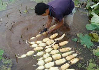 7月份能種蓮藕嗎？蓮藕幾月份種植？