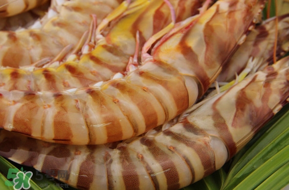 斑節(jié)蝦是河蝦還是海蝦？斑節(jié)蝦的做法