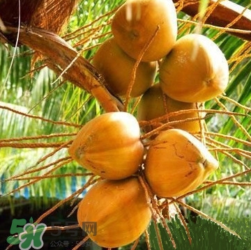 椰子什么時候成熟？椰子什么時候吃最好