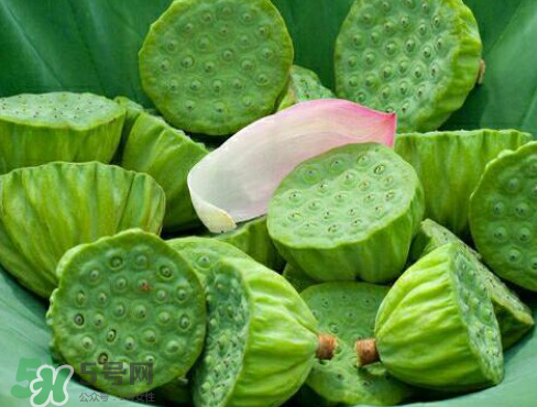 新鮮蓮子多少錢(qián)一斤？新鮮蓮子哪里有賣？