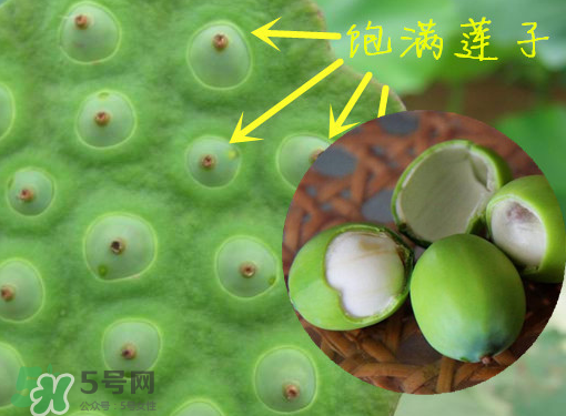 新鮮蓮子有什么功效？新鮮蓮子一次吃多少？