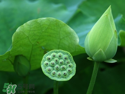 新鮮蓮蓬可以去胎毒嗎？蓮蓬煮水可以去胎毒嗎？