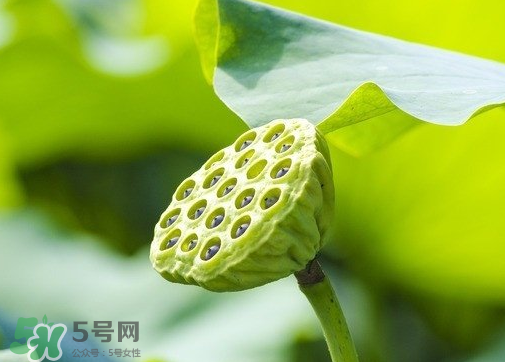 新鮮蓮蓬可以去胎毒嗎？蓮蓬煮水可以去胎毒嗎？