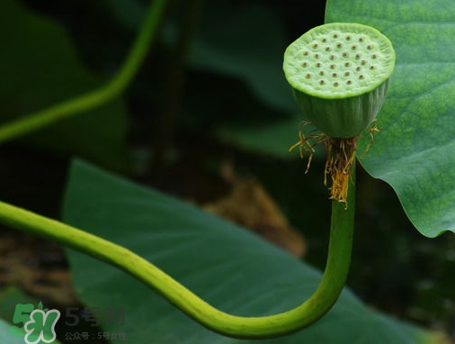 新鮮蓮蓬可以去胎毒嗎？蓮蓬煮水可以去胎毒嗎？