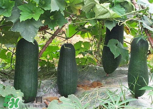 2017冬瓜多少錢(qián)一斤？冬瓜多少錢(qián)一斤2017？