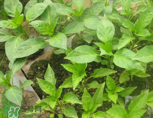 7月份可以種辣椒嗎？7月播辣椒種多長時間能栽？