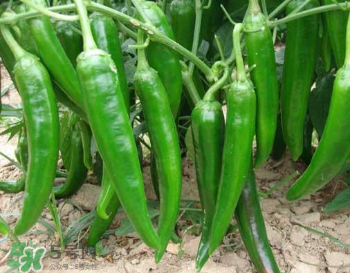 7月份可以種辣椒嗎？7月播辣椒種多長時間能栽？